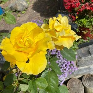 Meet your Posher, Grace